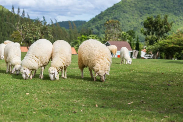 Schapen die gras eten — Stockfoto