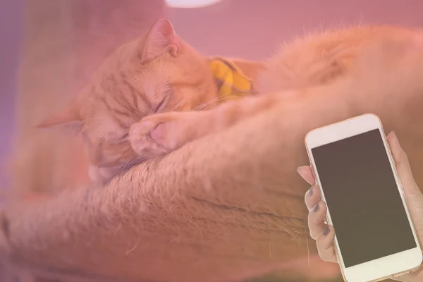 Kvinna hand hålla skarp telefonerna på fredliga orange röd tabby katt mal — Stockfoto