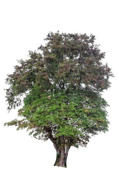 Árbol Aislado Sobre Fondo Blanco —  Fotos de Stock