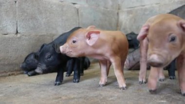 Çiftlikteki domuz yavrularını kapatın. Siyah ve kahverengi renkli domuzlar..