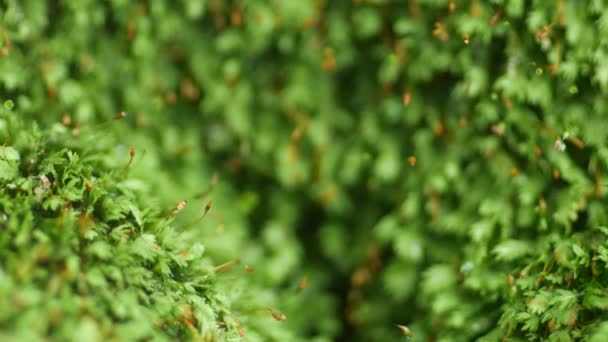 Liten Grön Mossa Som Förekommer Naturligt Regnperioden Närbild Grön Bakgrund — Stockvideo