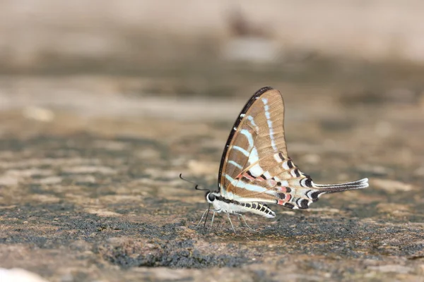 Bela borboleta — Fotografia de Stock