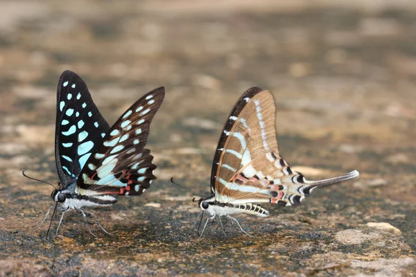 Bela borboleta — Fotografia de Stock