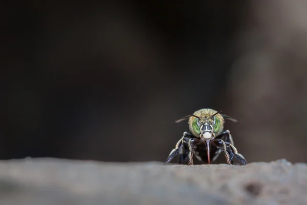 Green bee — Stock Photo, Image