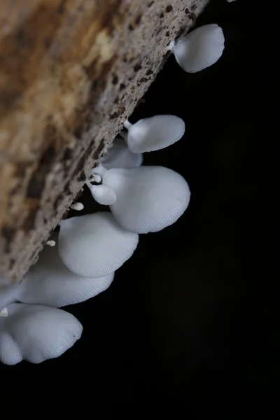 Белый гриб в тропическом лесу, Таиланд . — стоковое фото