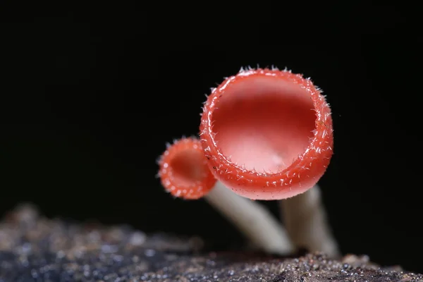 Cogumelo laranja ou cogumelo Champagne na floresta tropical, Tailândia. — Fotografia de Stock