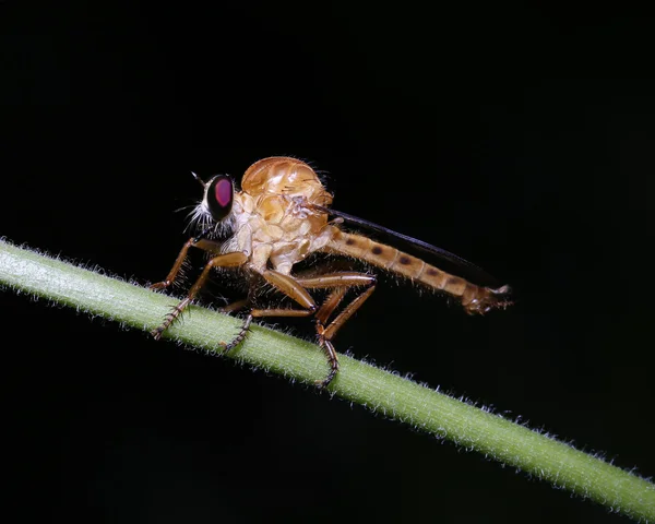 Ladrón vuela — Foto de Stock