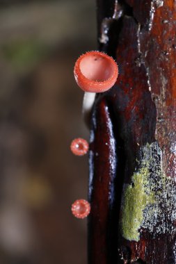 Yağmur ormanlarında portakal mantarı veya şampanya mantarı, Tayland.