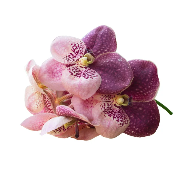 Orchid flower — Stock Photo, Image