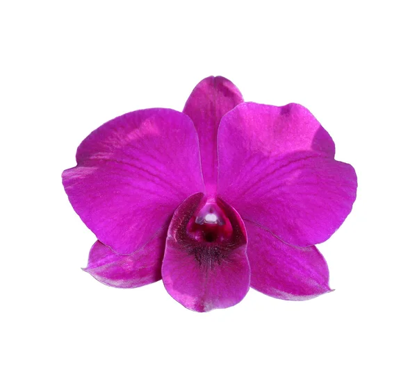 Purple orchids on a white background. — Stock Photo, Image