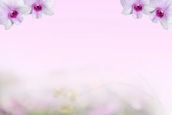 Background Pink Orchid — Stock Photo, Image