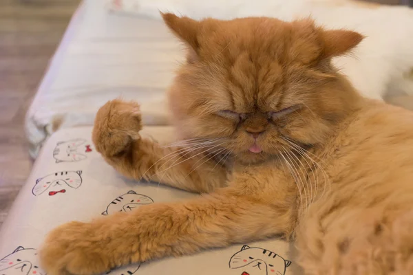 Fredliga orange röd tabby katt hane kattunge uppkrupen sova. — Stockfoto