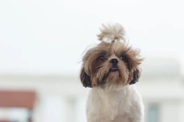 küçük köpek
