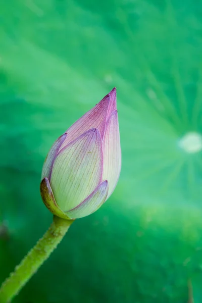 Lotus çiçeği. — Stok fotoğraf