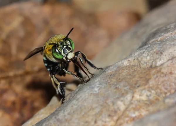 Abeja verde — Foto de Stock