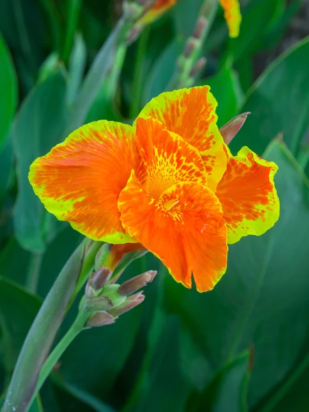 Flor de canna en la naturaleza — Foto de Stock