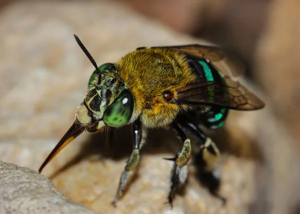 Зеленая пчела — стоковое фото