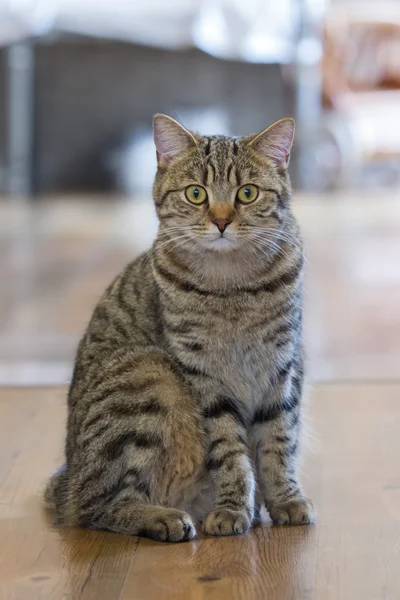 önünde duran kedi.