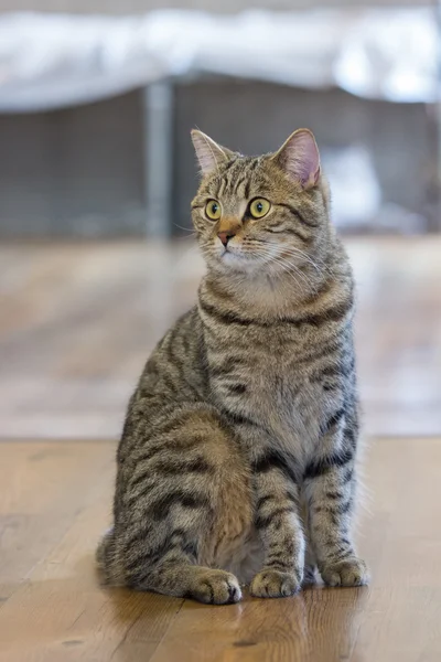 önünde duran kedi.