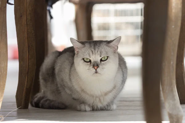 Kucing jantan tabby yang damai meringkuk hingga tertidur . — Stok Foto