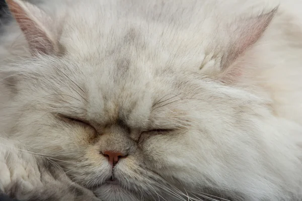 Fredlig tabby katt hane kattunge uppkrupen sova. — Stockfoto
