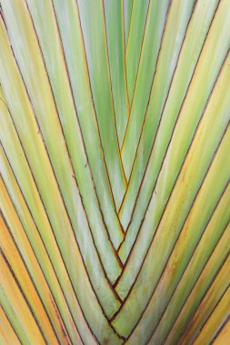 Ağaç kabuğunun dokusu.