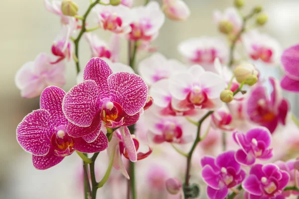 Beautiful orchid — Stock Photo, Image