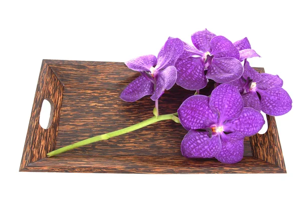 Purple orchid flower isolate on white background — Stock Photo, Image
