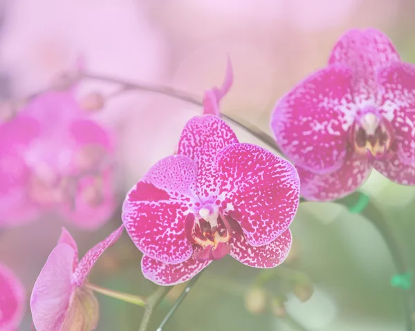 Orchid Flower / Beautiful Orchid Flower in the orchid house. — Stock Photo, Image