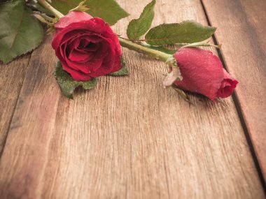 ahşap tahta üzerinde kırmızı gül