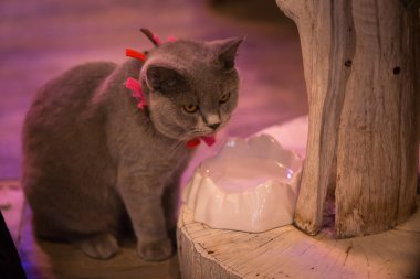 önünde duran kedi.