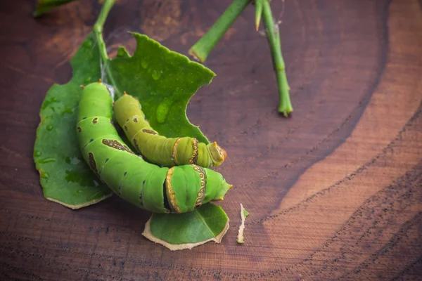 Green worm — Stock Photo, Image