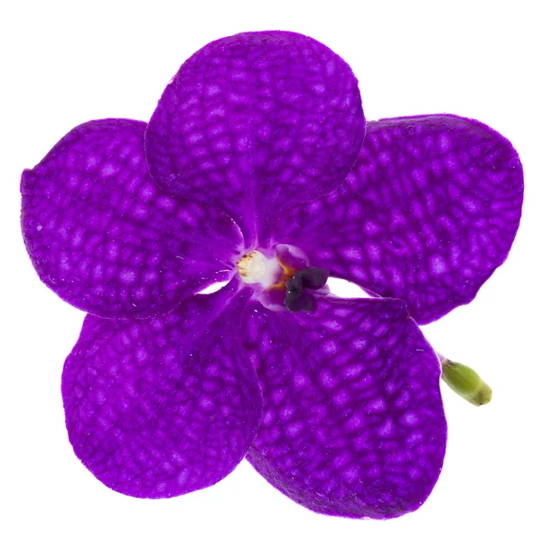 Violet orchid — Stock Photo, Image