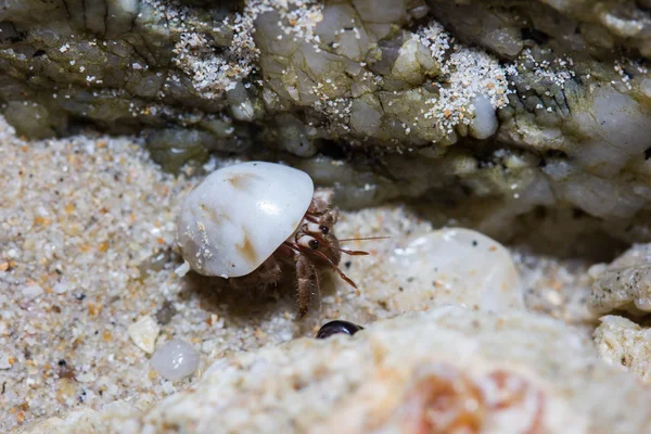 Hermit crab — Stock Photo, Image