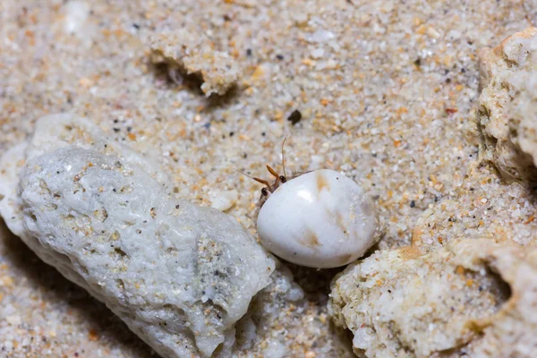 Hermit crab — Stock Photo, Image