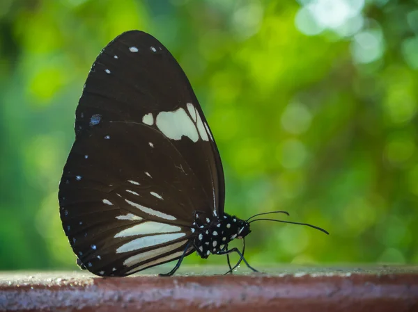 Bela borboleta — Fotografia de Stock