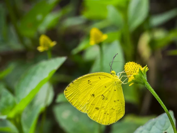 Beautifull butterfly — Stock Photo, Image