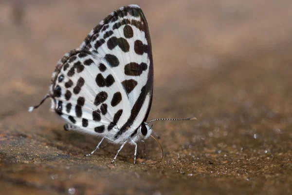 Bela borboleta — Fotografia de Stock