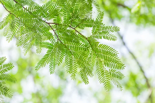 yeşil yaprakları ve dalları