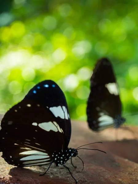 Bela borboleta — Fotografia de Stock