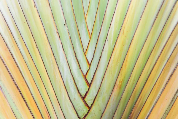 Texture de l'écorce d'arbre. Palmier . — Photo