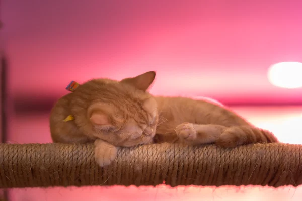 Fredliga orange röd tabby katt hane kattunge uppkrupen sova. — Stockfoto