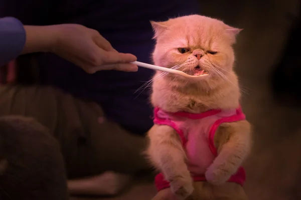 Orang-orang memberi makan kucing — Stok Foto