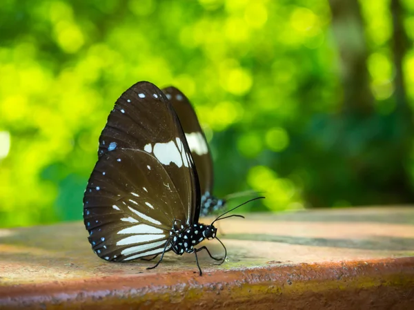 Bela borboleta em anatura — Fotografia de Stock