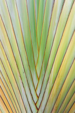 Ağaç kabuğunun dokusu.