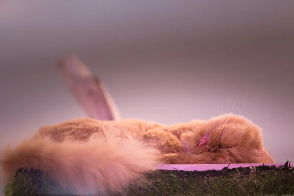 Fredliga orange röd tabby katt hane kattunge uppkrupen sova. — Stockfoto