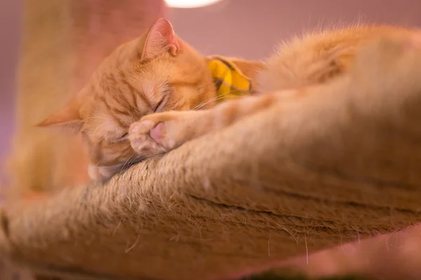 Peaceful orange red tabby cat male kitten curled up sleeping. — Stock Photo, Image