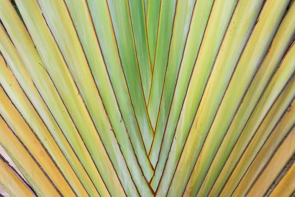 Textura de casca de árvore. Palmeira . — Fotografia de Stock