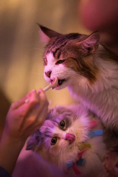 Orang-orang memberi makan kucing — Stok Foto