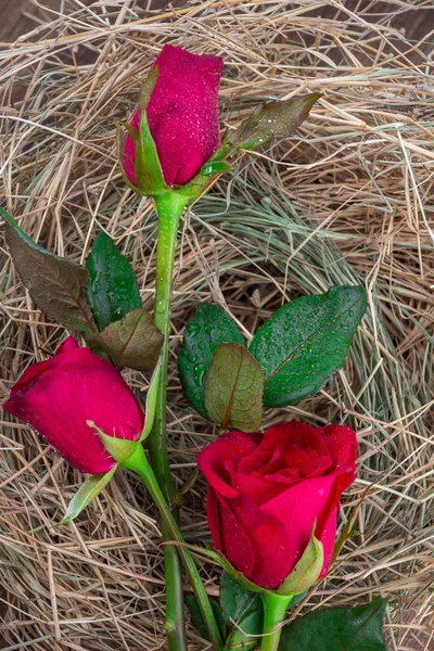 Red roses on wooden Board — Stock Photo, Image